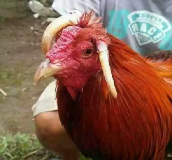 Unbelievable! See Weird Photos of Chicken With Two Horns